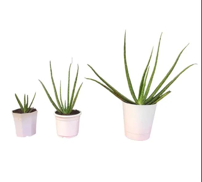 Aloe Vera Plant: Benefits, Care Tips, and How to Grow at Home
